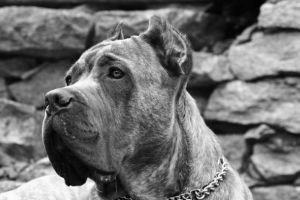 Каное корсо - італійський годинник, натхненна повага Каное корсо - італійський годинник, натхненна повага